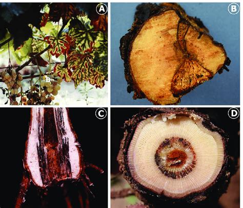 Enfermedades De La Madera De La Vid I A S Ntomas Foliares De Yesca