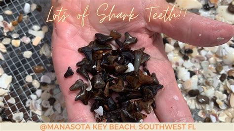 Manasota Key Beach Shark Teeth Englewood Beach Charlotte County