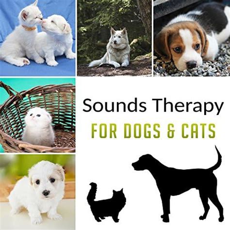 Amazon Music Pet Care Club Pet Music Academy Sounds Therapy For