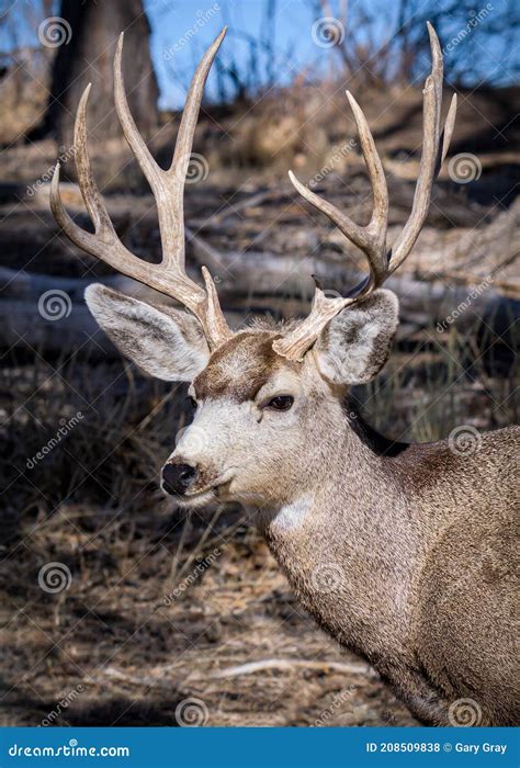 Colorado Wildlife Wild Deer On The High Plains Of Colorado Mule Deer