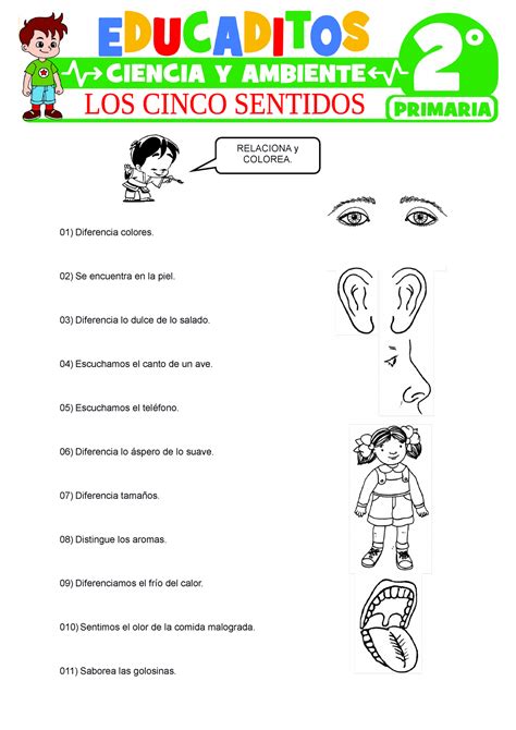 Los Cinco Sentidos Para Segundo Grado De Primaria 01 Diferencia