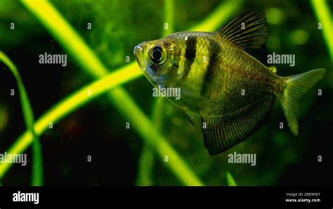 Black Skirt Tetra Fish In Planted Tank Setting Stock Photo Alamy