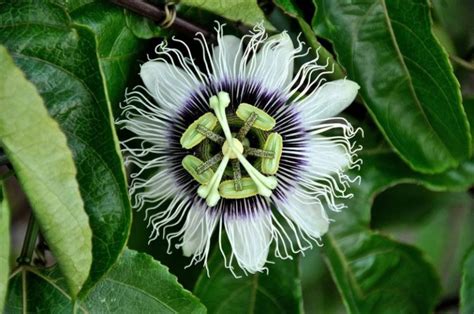 La Pasionaria Caracter Sticas Usos Propiedades Cultivo Flor Planta