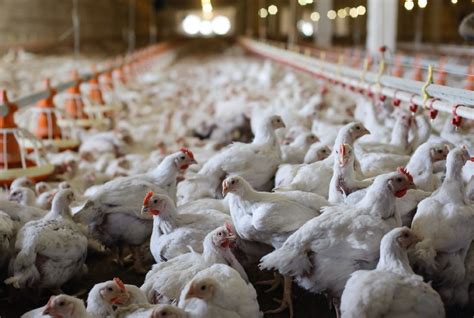 Desempenho Do Frango Vivo A Abatido Na Semana De Quarta Do