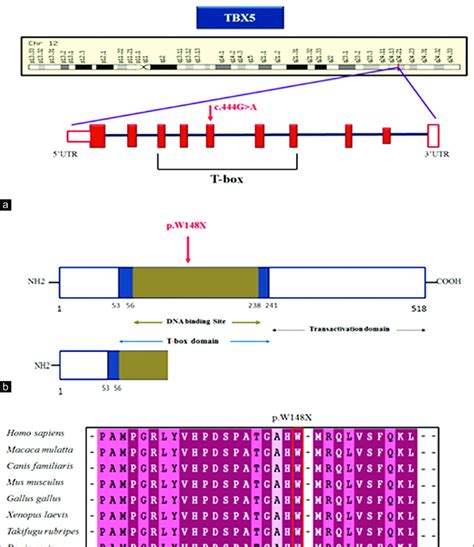 Schematic Representation Showing Genomic And Proteomic Organization Of