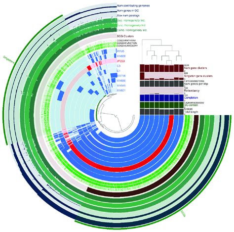 Pangenomic Analysis Of Nine P Asiatica Strains Generated By The