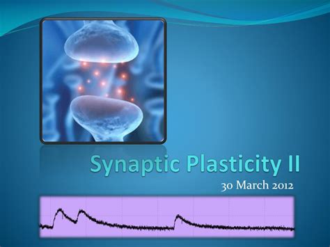 PPT - Synaptic Plasticity II PowerPoint Presentation, free download ...