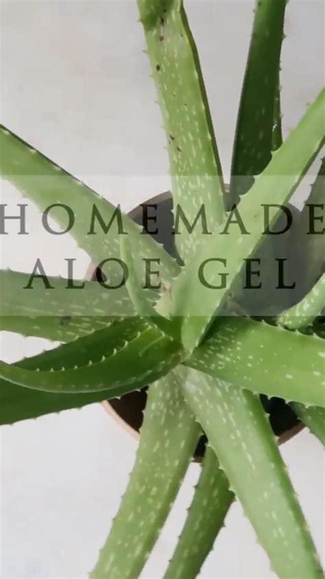 What Happens When You Apply Aloe Vera Daily On Your Face Artofit