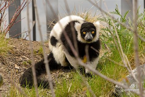 Black And White Ruffed Lemur Habitat