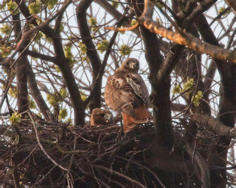 Red Tailed Hawk Eggs