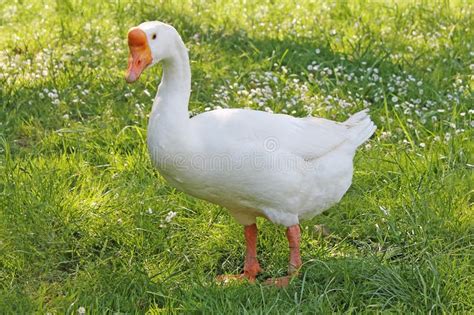 5,196 Goose Green Farm Meadow Stock Photos - Free & Royalty-Free Stock ...