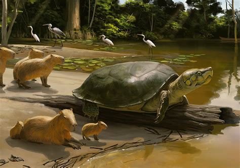 Los Cient Ficos Descubren Una Nueva Especie De Tortuga Gigante