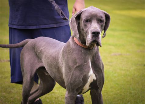 Fawn European Great Dane