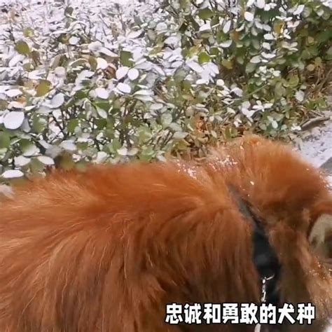 如何選擇雪橇三傻？ 每日頭條