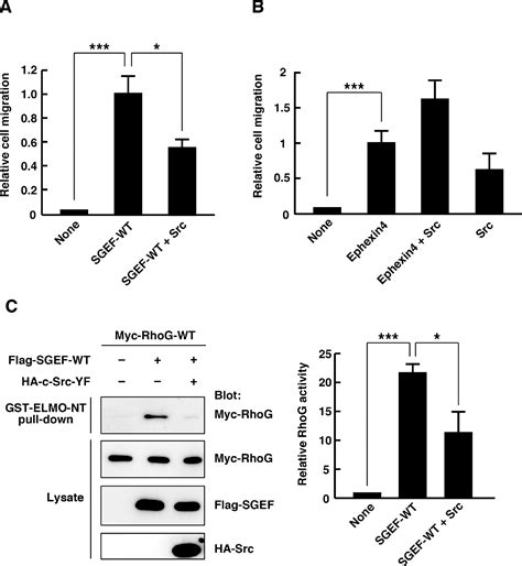 Figure 1 From Title Tyrosine Phosphorylation Of SGEF Regulates RhoG