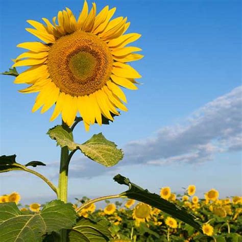 Total Imagen Partes Caracteristicas Del Girasol Para Ni Os