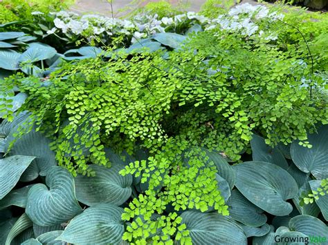 24 Best Hosta Companion Plants That Actually Look Great Store