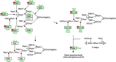 Representation Of The Lps Biosynthetic Pathway This Image Represents