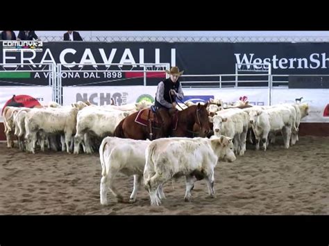 2015 Ncha Open Champion Futurity Verona Fieracavalli Youtube