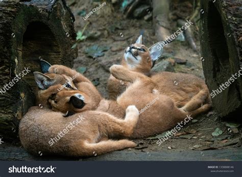 Young Caracal Caracal Caracal Playings Cubs Stock Photo 1338888146 ...