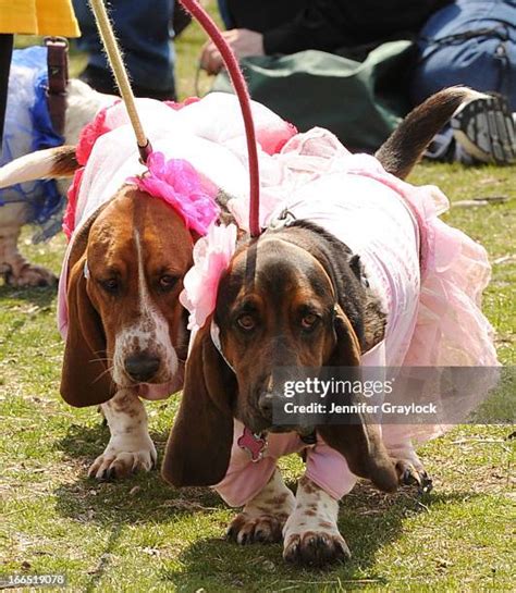 Basset Hound Costumes Photos and Premium High Res Pictures - Getty Images