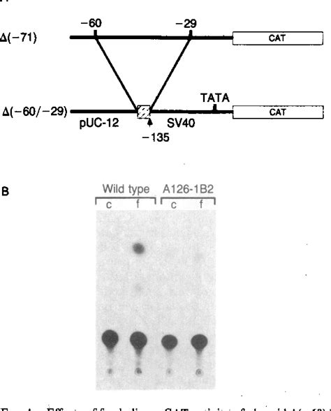 Somatostatin | Semantic Scholar