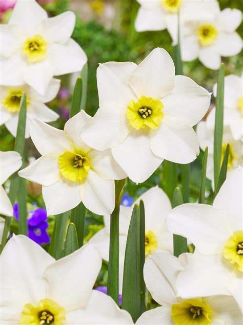 Påskelilje Lieke Virkelig fin påskelilje med flere blomster pr stilk