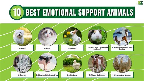 The 10 Best Emotional Support Animals A Z Animals