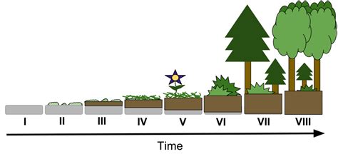 File:AP Biology - Primary Succession Drawing.svg - Wikimedia Commons