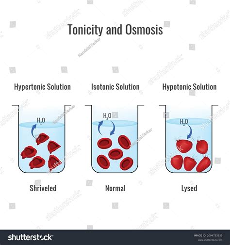 Tonicity Osmosis Isotonic Solution Hypertonic Solution เวกเตอร์สต็อก