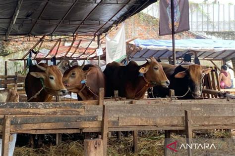 Pemkot Jaksel Kerahkan Petugas Pengawas Pemotongan Hewan Kurban