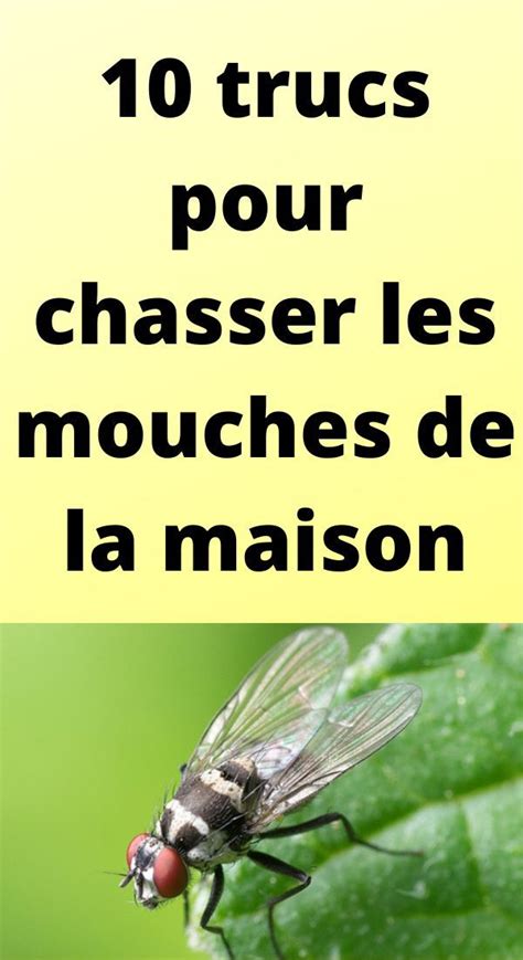 Trucs Pour Chasser Les Mouches De La Maison Chasser Les Mouches