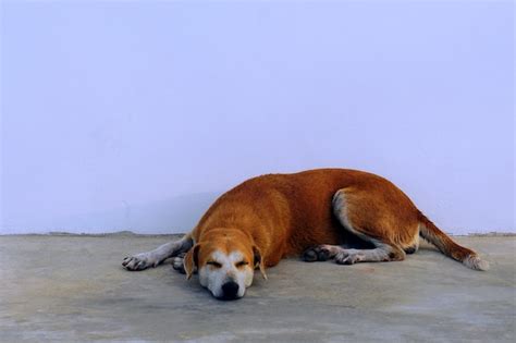 Cachorro Dormindo Em Um Fundo Branco Foto Premium