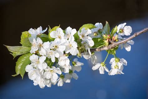 Free Images Branch Flower Bloom Food Spring Produce Botany