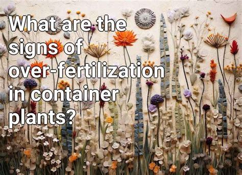 What Are The Signs Of Over Fertilization In Container Plants Gardening Gov Capital