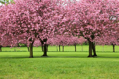 Sakura Trees Free Stock Photo - Public Domain Pictures