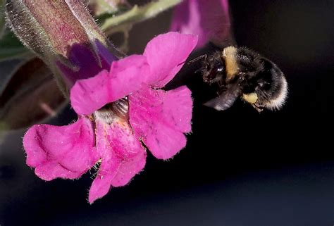Celebrating Community Science as the Bumble Bee Atlas Expands to Five ...