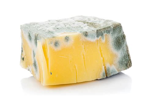 Cheese Mold Stock Photos Pictures And Royalty Free Images Istock