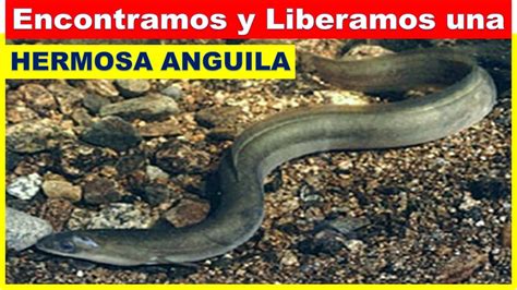 Conoce Una Anguila De Río Nature Youtube