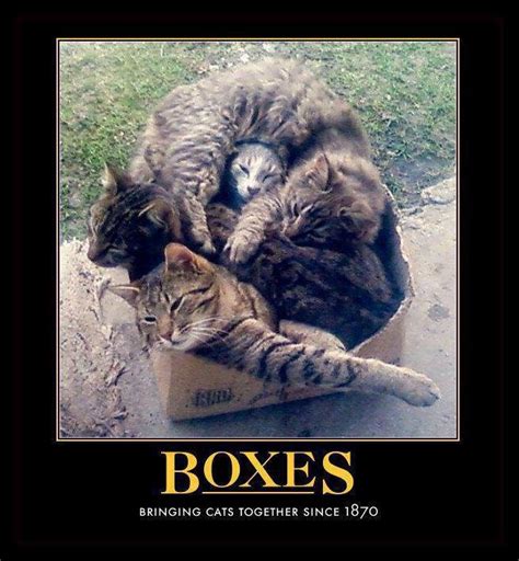 77 best images about Cats in Boxes on Pinterest | The box, Kittens and ...