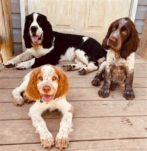 English Springer Spaniel Black And White Puppies