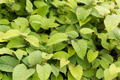 Asian Knotweed Fallopia Japonica Stock Image Image Of Europe