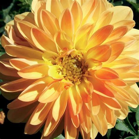 Dalina® Grande Novia Dahlia Hybrid Proven Winners Dahlia Plants