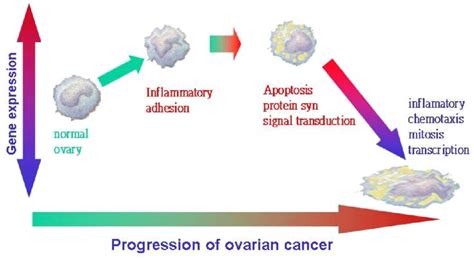 Schematic representation for the functional expression of ovary cells ... 