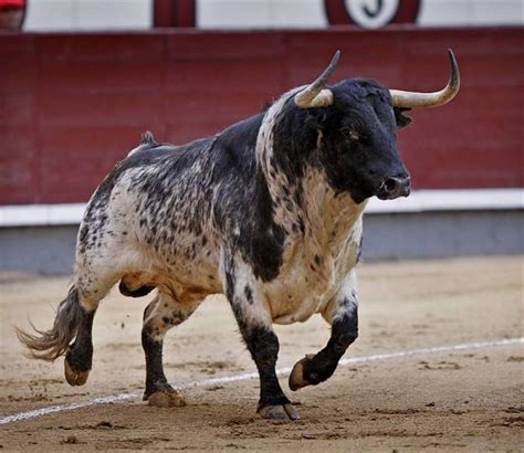 Ay Torito Guapo · Bull Cow Animal Photo Animals