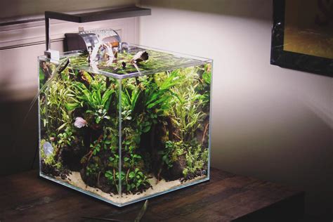 My Uns C Betta Cube R Aquascape