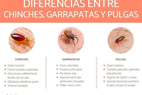 Diferencia Entre Chinche Y Pulga Gu A Completa Y Detallada