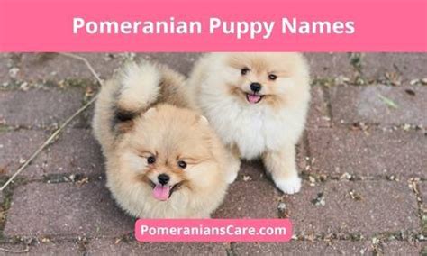 120 Pomeranian Puppy Names For New Pom Owners