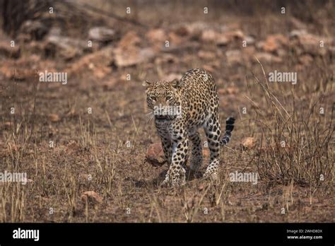 Indian Leopard Panthera Pardus Fusca Female Panna Tiger Reserve