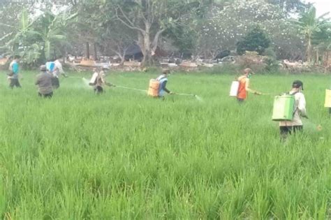 Kementan Turun Tangan Bantu Petani Kendalikan Hama Penggerak Padi Di